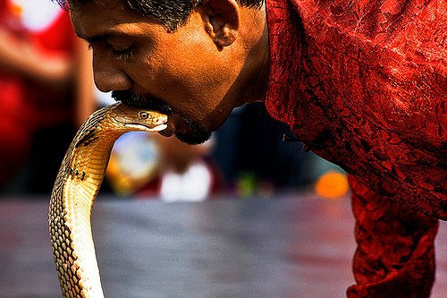 Snake Charming Singapore for Hire, Snake Charmer Singapore, Snakes Singapore,